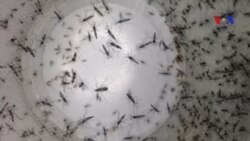 Giới y tế thúc giục Quốc hội Mỹ cấp ngân quỹ chống virus Zika